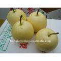 chinese crown pear